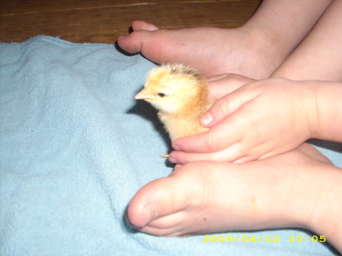 Yellow Chick and Jonahs Feet