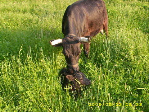 calf and mom in grass