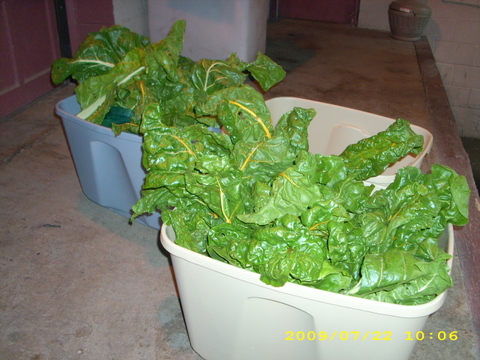 Our chard donation
