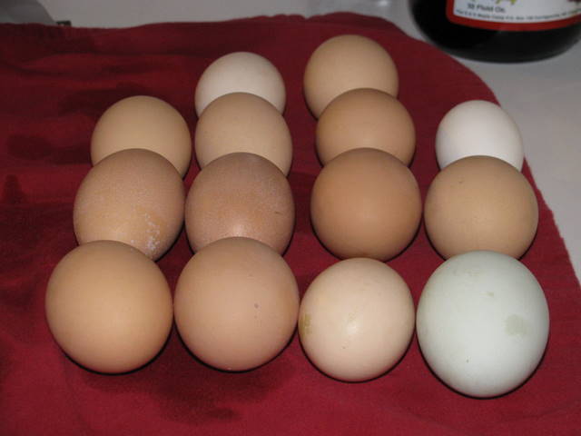 Egg Math