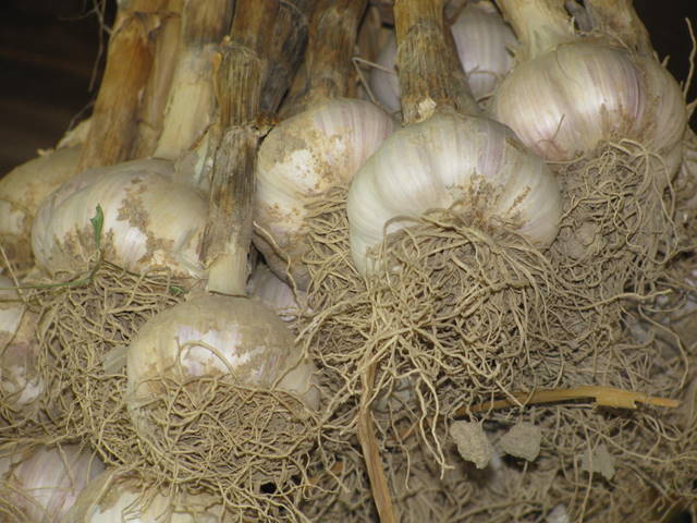 garlic bunch