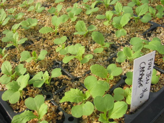 cabbage seedling