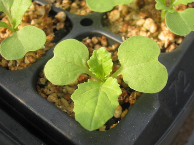 baby plant