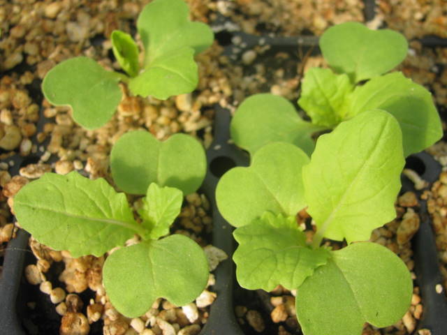 seedlings 2