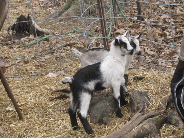 goat girls
