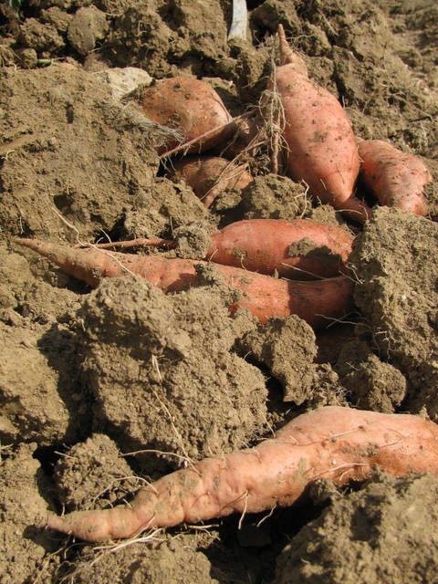 Sweet potatoes in field